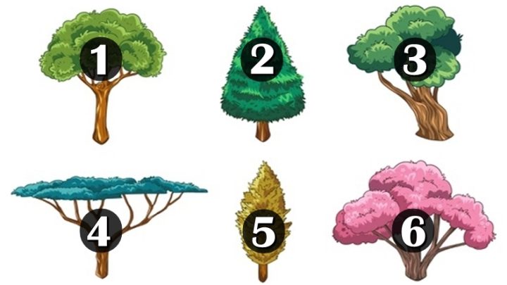 Izaberi drvo – ono koje te najvise privlaci otkriva deo tvoje buducnosti!