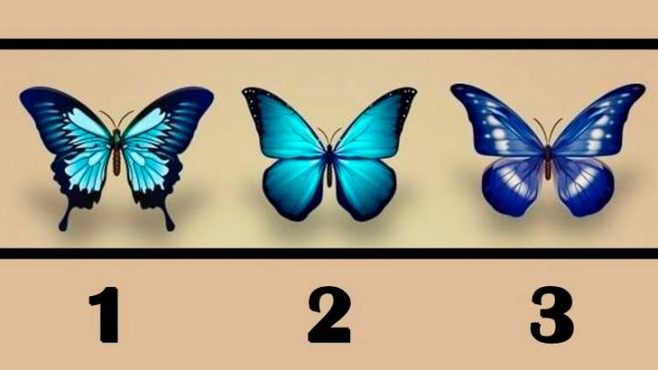 Ljubav na prvi pogled, raskid ili prosidba: Izaberi leptira i saznaj sta ti sledi!