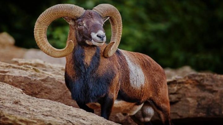 Ovan-prolio je previse suza! Vreme je za njegovu srecu!