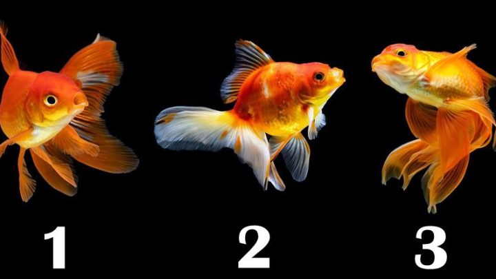 Zatvori oci,zamisli zelju iskreno,svim srcem! Ribica koju izaberes otkriva hoce li se ostvariti!