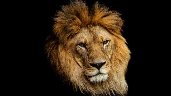 Pocinje vladavina najlepseg zodijaka:Evo kome snazni lavovi donose ljubav!