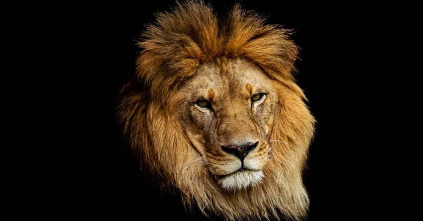 Pocinje vladavina najlepseg zodijaka:Evo kome snazni lavovi donose ljubav! Pocinje vladavina najlepseg zodijaka:Evo kome snazni lavovi donose ljubav!