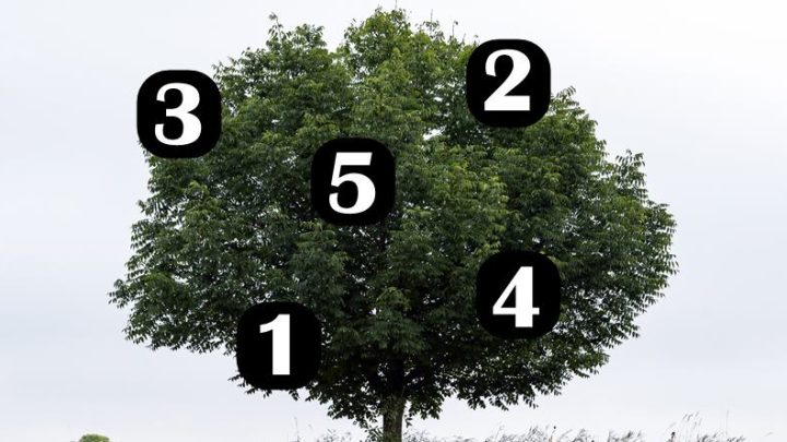 Carobno drvo tvojih zelja: Izaberi jedan broj i saznaj hoce li ti se zelja ostvariti do kraja meseca!