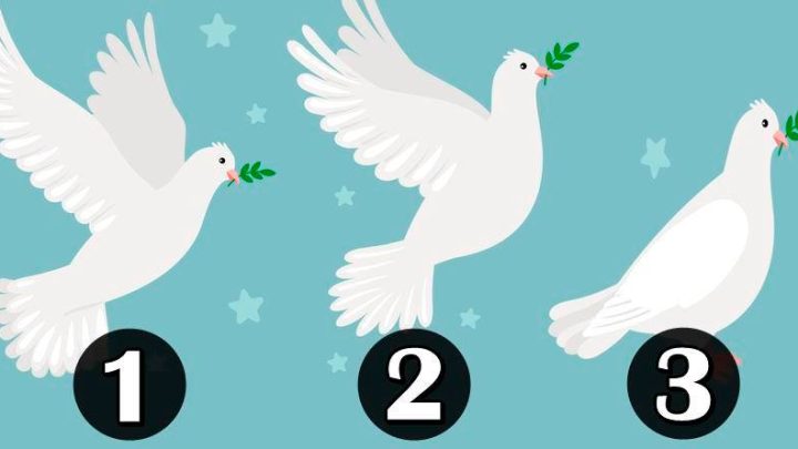 Izaberi belog goluba:Jedan donosi ljubav, drugi srecu, treci je znak velike tuge!