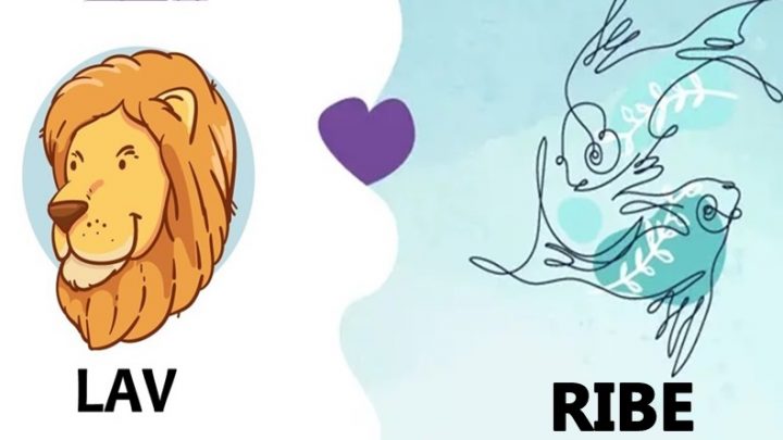 Lav i Ribe:Lavovi znaju sta hoce i ne odustaju,ribe spremne da sve razumeju i tolerisu!