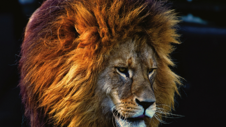 Lav:Covek sa krunom,rodjen da bude vodja i pokaze drugima kako se zivi!