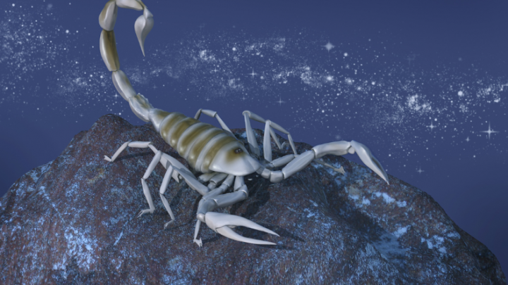 Skorpija:Nikome se ne sveti jer zna da postoje Bog i karma!